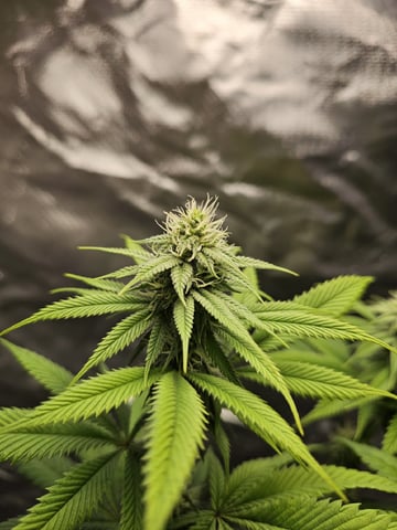 Jenny Kush photoperiod — flower, day 115