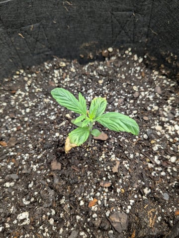 first grow — seedling_rooting, day 4