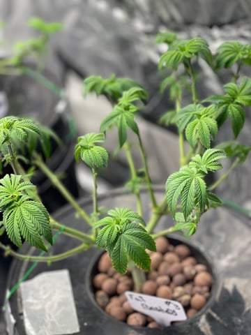 1st Ever Grow (Fat Bastard)(RDWC)  — vegetative, day 69