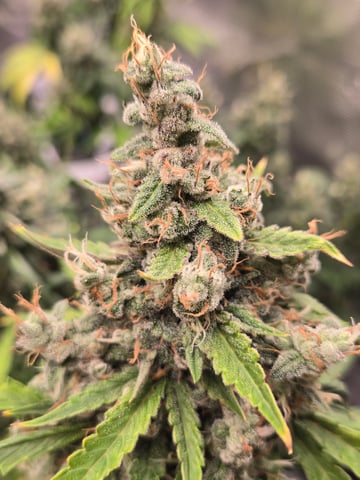 3rd Grow 3x3 tent — flower, day 79