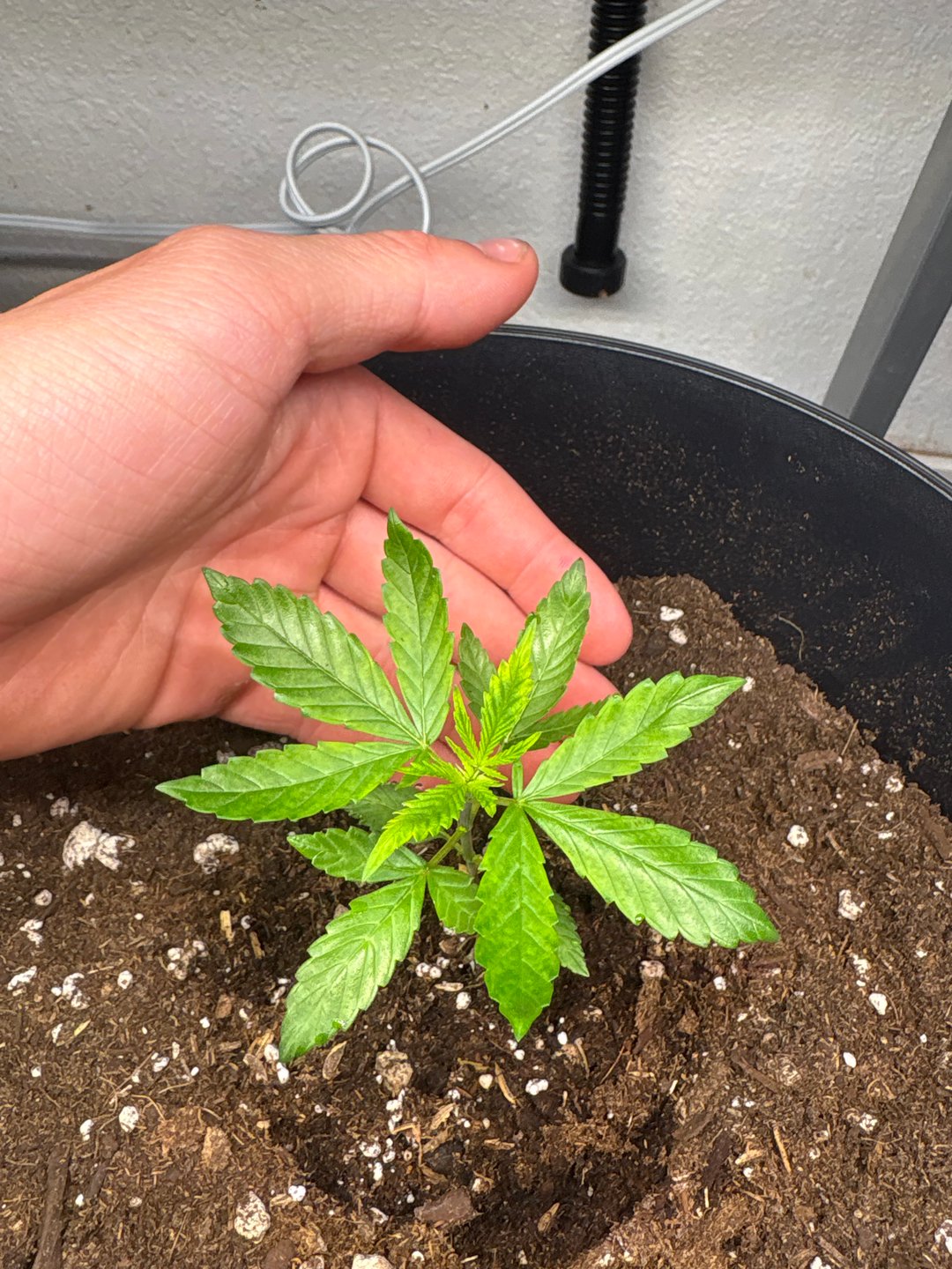 Crystal_Kush6787