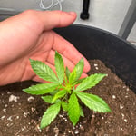Crystal_Kush6787