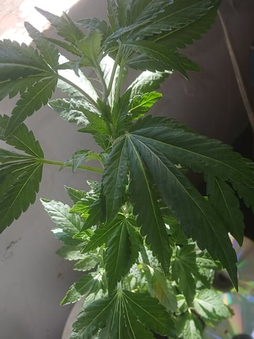 female sativa