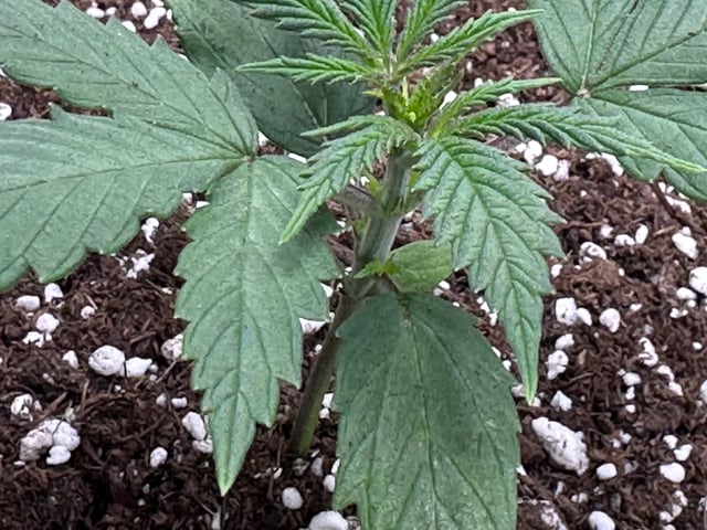 Pine (Auto) 2025 - 0 — vegetative, day 21