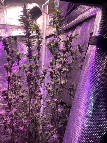 critical Mass  — flower, day 83