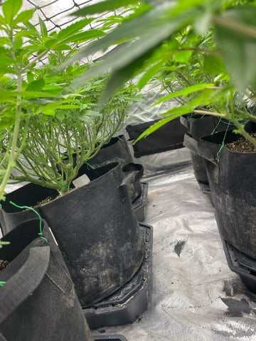 1st Ever Grow (GodFather OG) (Coco) — flower, day 93