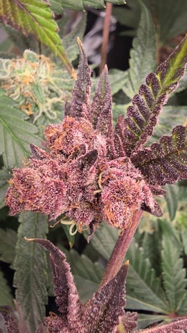 Purpz — grow_setup, day 2