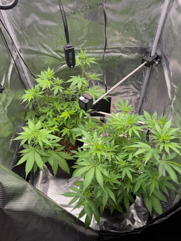  Trying to go big — flower, day 81