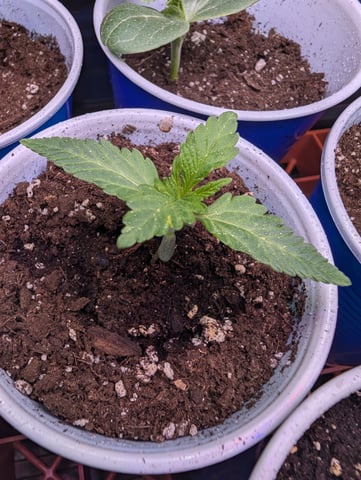 Spring 25 Grow — vegetative, day 11