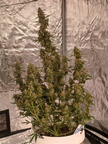 Cornucopia of Cannabis — flower, day 8