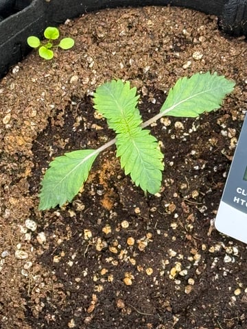 Bruce Banner (Auto) — flower, day 30