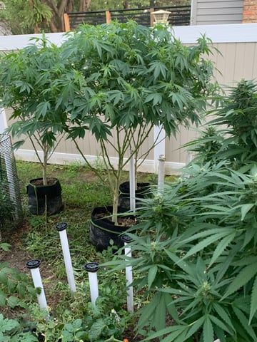 Outdoor  — flower, day 6