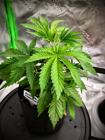 My First Home Grow  — vegetative, day 31