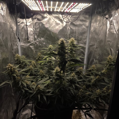 Purple Haze Auto — flower, day 73