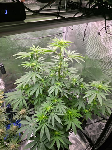 Northern lights #10 2nd plant (Selkies) — flower, day 55