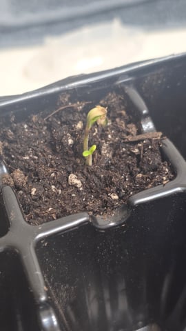 Original 1990 genetics  — germination, day 8