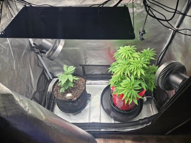 First Grow — vegetative, day 3