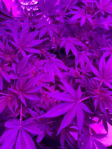 Amnesia Haze (First Ever Grow) — flower, day 67