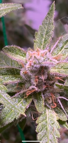 pineapple Express  — flower, day 42