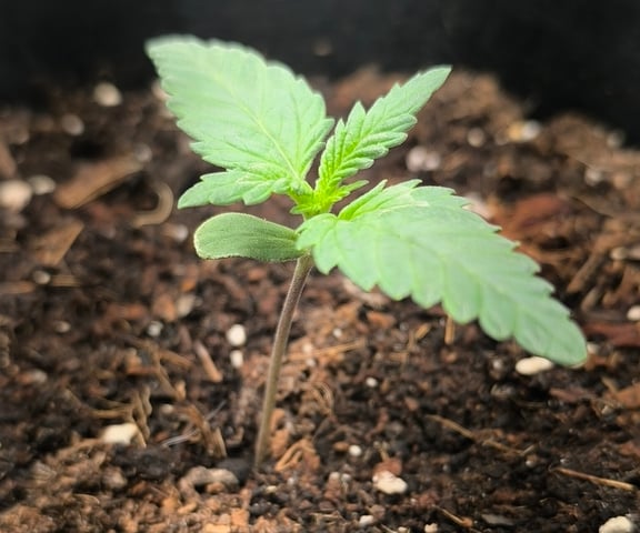 Mimosa Orange Punch Project — seedling_rooting, day 10