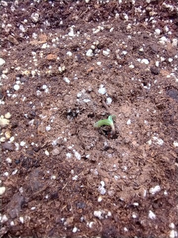 Round 2🥊 — germination, day 7