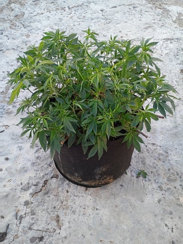 Purple Plum Perfect 💜 & 2 Grape Runtz 🍇 Mainlining garden.  — vegetative, day 161