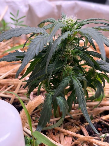 510 First Run! — flower, day 44