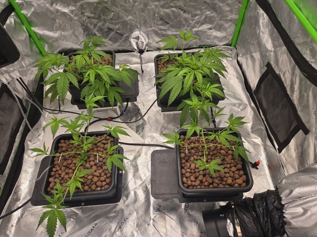 Funk Mountain 2 — flower, day 16