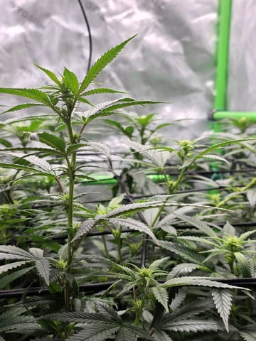 Photo's — flower, day 14