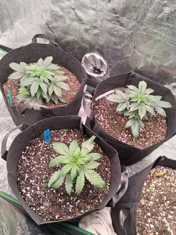 Lemon Cherry Cookies, Purple Haze and Strawberry Gorilla Grows — vegetative, day 50