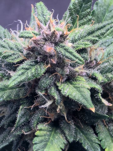 Fast Buds - Purp Lemonade — flower, day 52