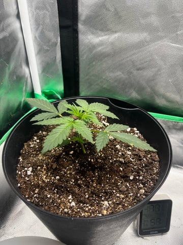 Northern lights Auto