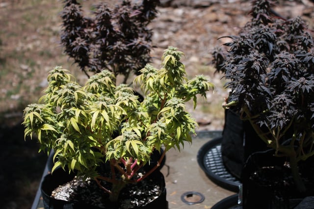 Second Grow — flower, day 65