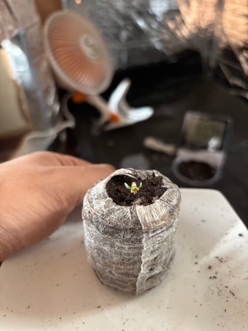 1era Planta — grow_setup, day 2