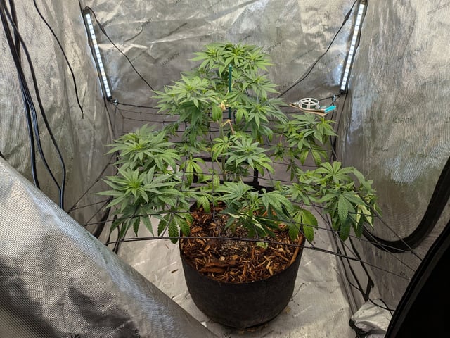 White Widow? — flower, day 19