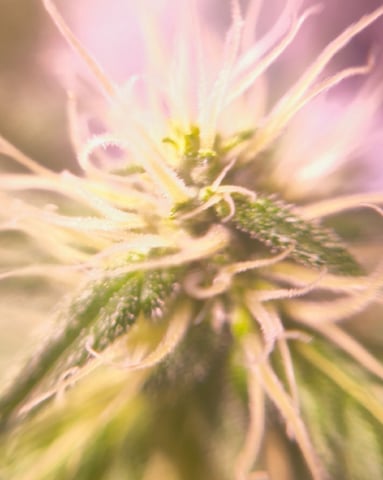 pineapple Express  — flower, day 14