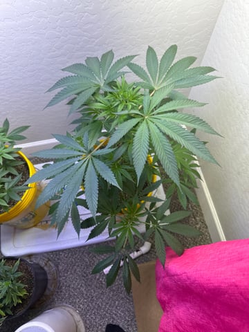 3rd grow  — vegetative, day 50