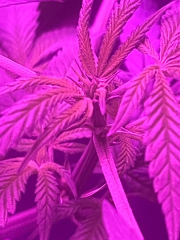 First attempt grow 😶‍🌫️ — vegetative, day 70
