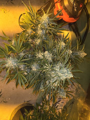 Autos AGAIN — flower, day 68
