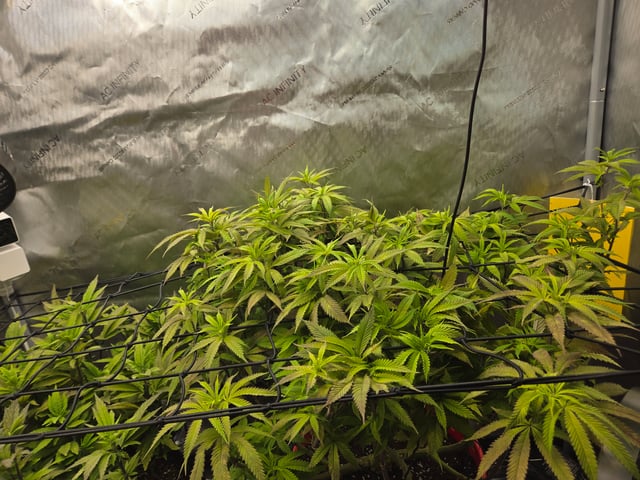 First Grow — vegetative, day 46