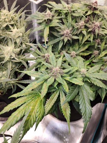 Autoflower grow. my first grow  — flower, day 70