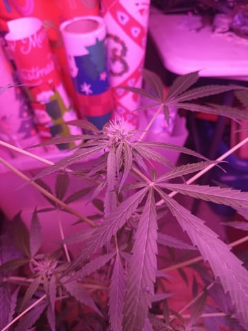 aurora auto — flower, day 56