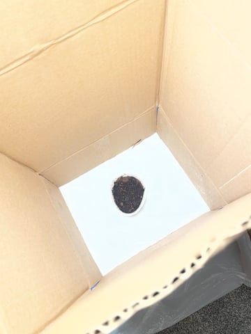 unknown  — seedling_rooting, day 3