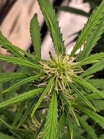 Seedman mix auto & seedman mix auto & GodFather OG — auto, day 68