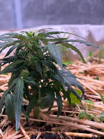 510 First Run! — flower, day 44