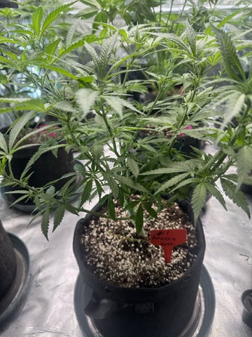  pineapple express — flower, day 41