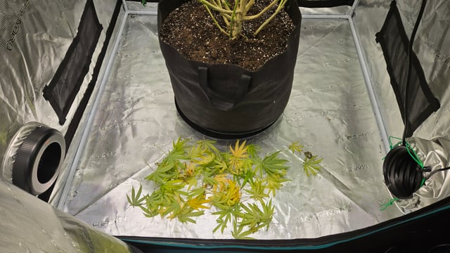 Big Momma Blue Dream  — flower, day 42