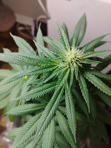 OGGodoe — flower, day 72