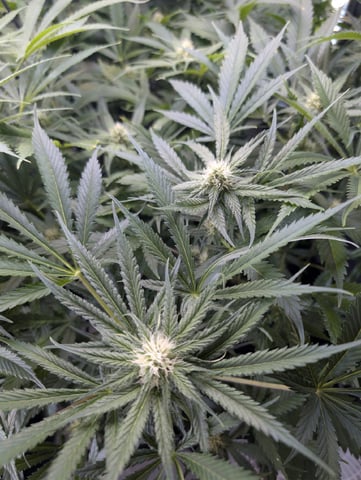 Cinderella 99 — flower, day 79