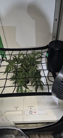 Vivosun Seed tent — flower, day 48